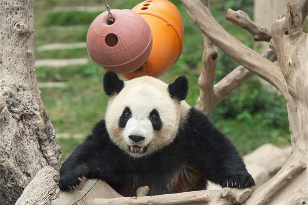 南京栖霞区附近的小巷子—翻译—代庖,南京市栖霞区小巷子